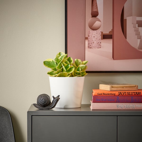 Petite plante PEPEROMIA en pot sur étagère avec des livres et une déco d’escargot.