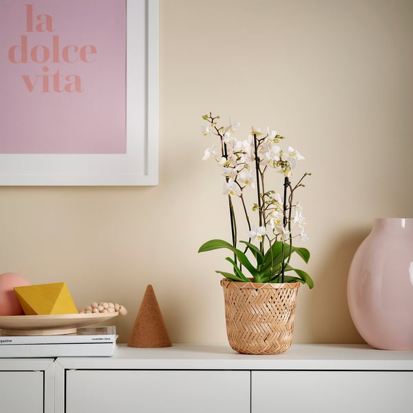 Orchidée PHALAENOPSIS blanche dans un panier tressé, petite, sur étagère avec des livres et un vase.