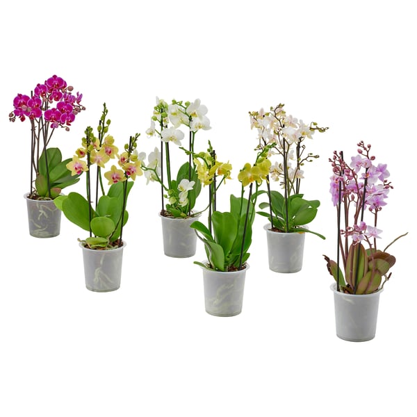 Six orchidées colorées dans des pots blancs ; fleurs violettes, jaunes, roses, blanches et vertes.