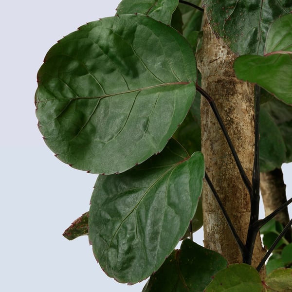 Grandes feuilles vertes sur tige robuste, plante d’intérieur saine.