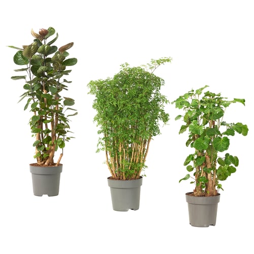 Trois plantes vertes en pot, feuilles diverses.