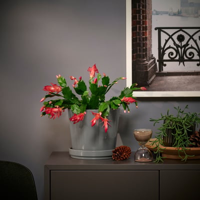 SCHLUMBERGERA Plante naturelle, cactus de Noël, 12 cm