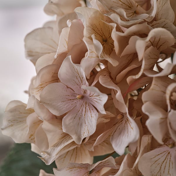 SMYCKA Fleur artificielle, intérieur/extérieur hydrangea/beige clair, 75 cm
