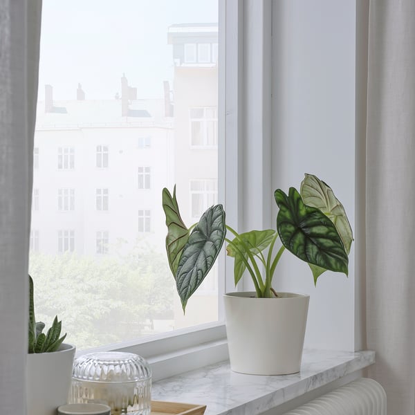 Rebord avec plante en pot, surface en marbre, vue sur la ville.