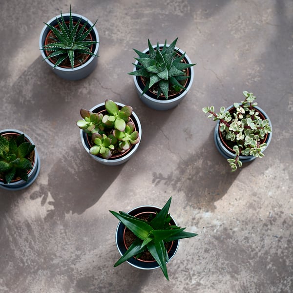Six petites SUCCULENTES dans des pots gris sur un sol en béton, aux formes variées, au vert vif.
