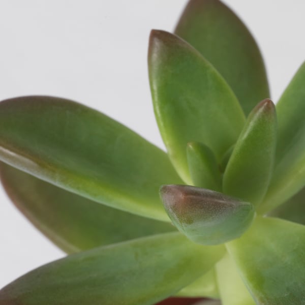 Gros plan de feuilles de succulentes d’un vert éclatant, détaillées et saines, sur un fond blanc éclatant.