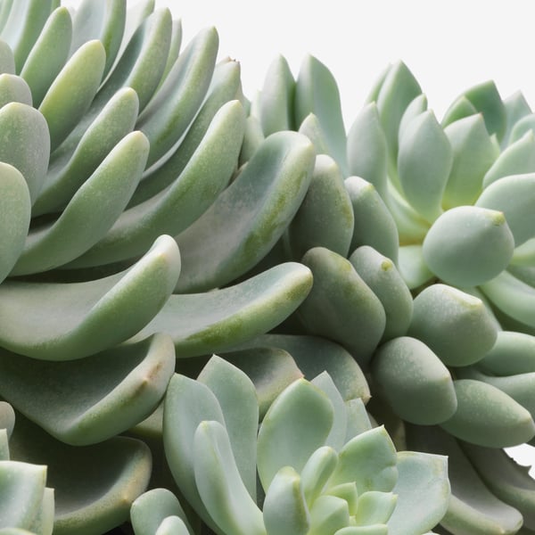 Gros plan de succulentes saines et verdoyantes ; Vibrant et détaillé.