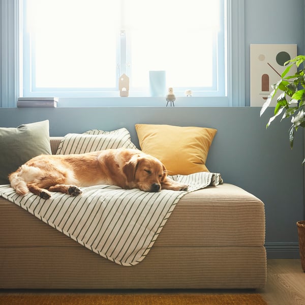 Golden retriever fait la sieste sur une couverture rayée UTSÅDD sur le lit, un oreiller jaune, des murs bleus, près d’une grande fenêtre.