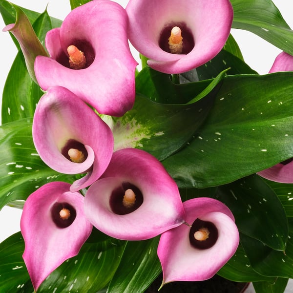 De beaux lys calla roses ; feuilles vibrantes et saines ; plante luxuriante bien soignée.