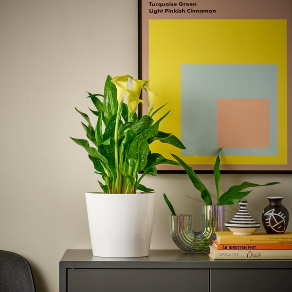 ZANTEDESCHIA en pot avec des fleurs blanches sur une étagère sombre près de l’affiche.