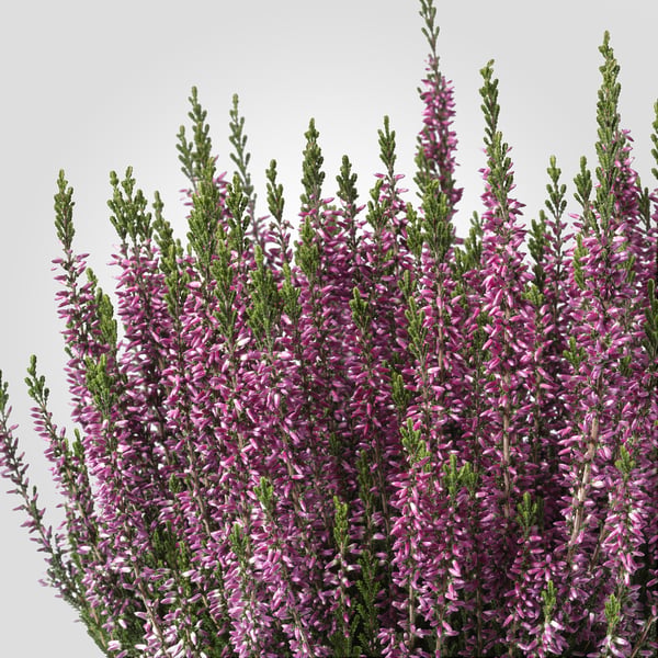CALLUNA Plant, heide/diverse kleuren, 13 cm
