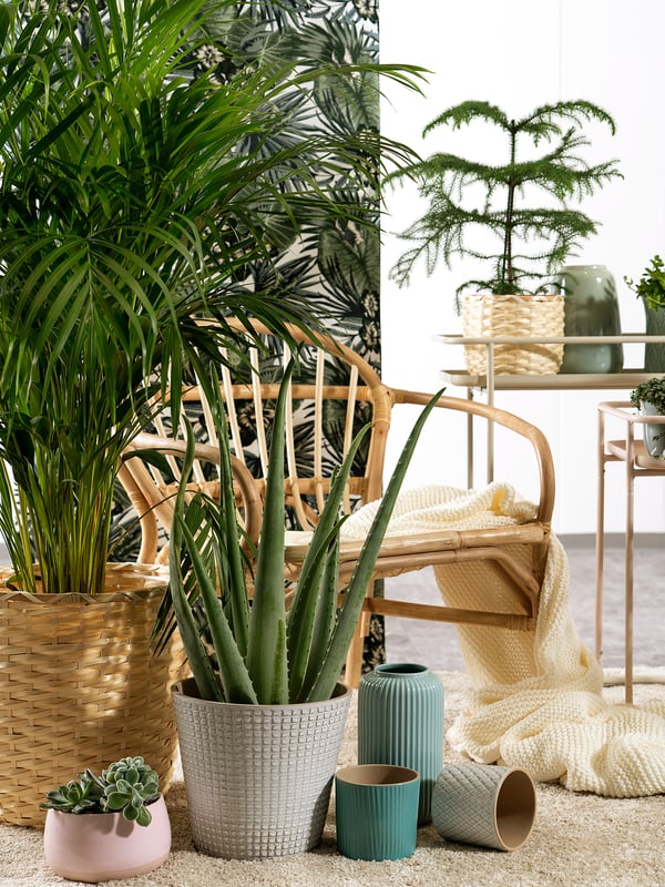 Gezellige binnenscène met rieten meubels, diverse groene planten en kleurrijke keramische potten. Verspreide kussens en dekens verhogen het comfort.