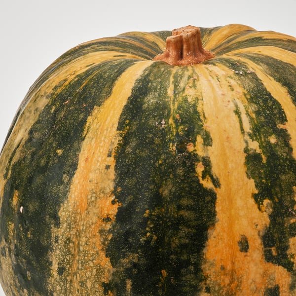 CUCURBITA Sierpompoen, 20 cm