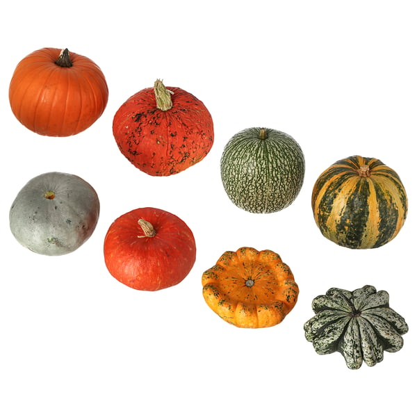 CUCURBITA Sierpompoen, 20 cm
