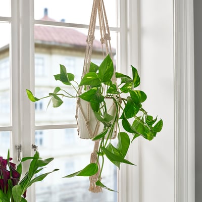 Hangende EPIPREMNUM-plant in wit macramé, weelderige groene bladeren, past goed bij het raam, ondersteunt klimmen.