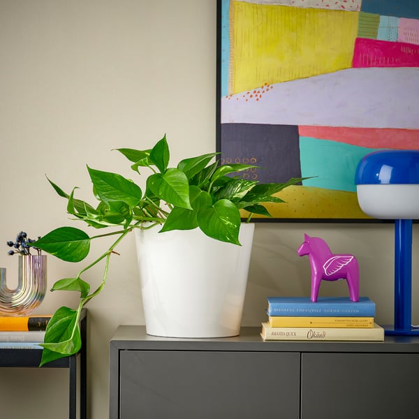 Een groene plant EPIPREMNUM op een plank, contrasterend met kleurrijke kunst en decor.
