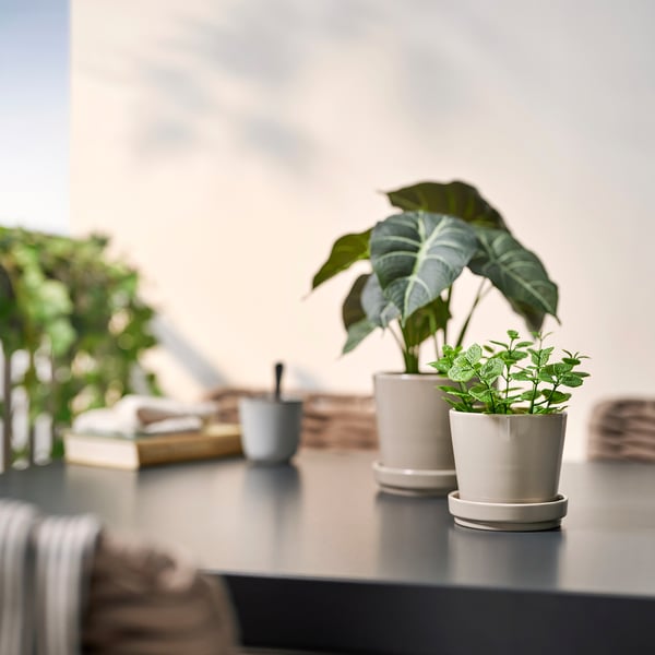 Twee FEJKA potplanten op een tafel. Een groot, een klein, lichtgroen blad in witte potten. Omringd door wazige boeken en een kopje.