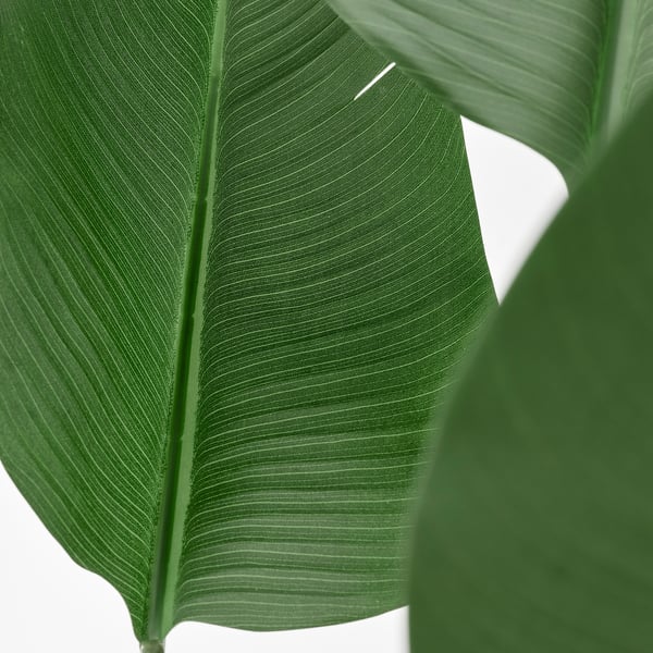 Grote groene bladplant; Levensechte textuur, levendige kleur.