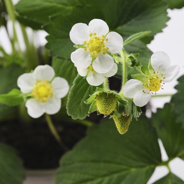 Drie witte aardbeibloemen met gele centra bloeien te midden van weelderige groene bladeren.