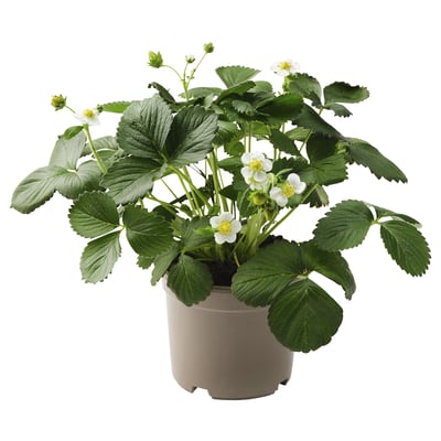 Potje aardbeiplant met groene bladeren en witte bloemen.