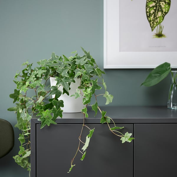 Ingegoten HEDERA HELIX trapsgewijs over donkere kast.