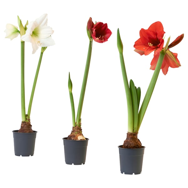 HIPPEASTRUM Plant, amaryllis/2 knoppen diverse kleuren, 13 cm
