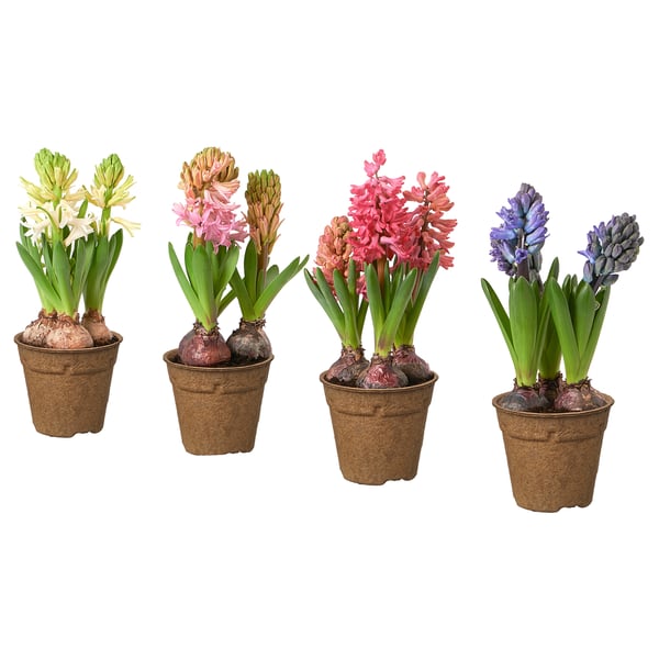 HYACINTHUS Plant, 3 bollen, Hyacint diverse kleuren, 12 cm