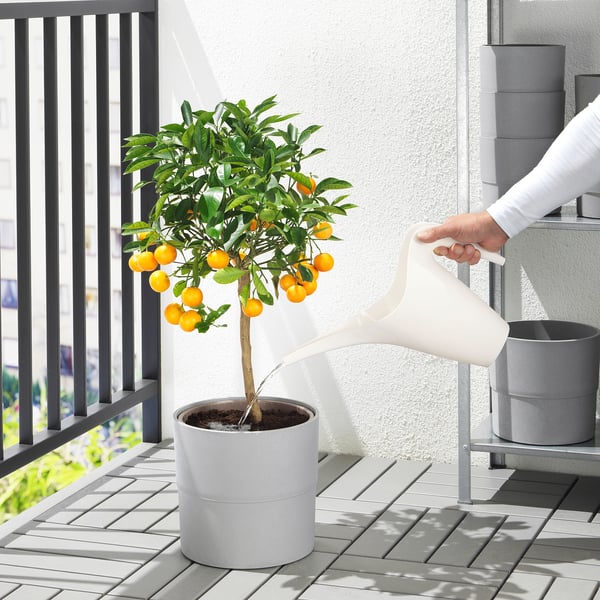 Persoon water potige citrusboom op balkon met behulp van witte ikea-gieter. Boom heeft vruchten, potten zijn modern grijs.