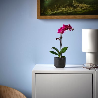 Op een witte tafel staat een kleine PHALAENOPSIS orchidee in pot met felroze bloemen. Naast een witte lamp, tegen een lichtblauwe muur.