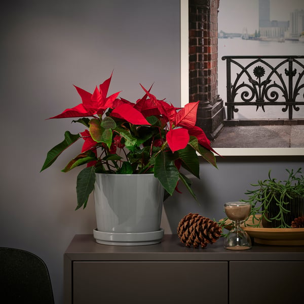POINSETTIA Plant, kerstster, 13 cm