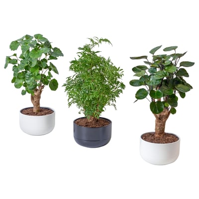 Drie potplanten in witte en grijze potten, elk met weelderig groen blad, naast elkaar gerangschikt.