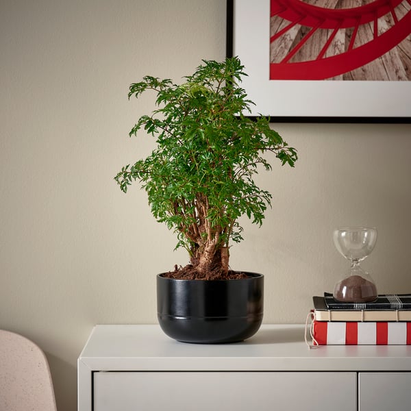 Ingemaakte POLYSCIAS plant, boek, zandloper, kunst aan de muur. Aantal tekens: 46