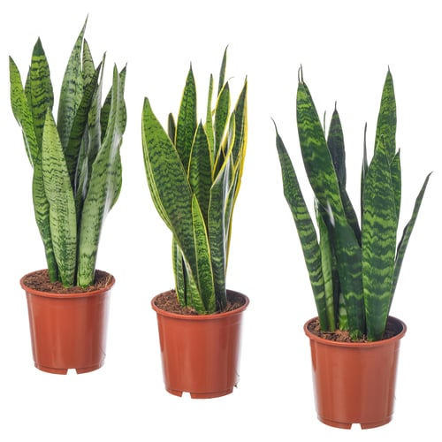 Drie potplanten van SANSEVIERIA TRIFASCIATA in rode plastic potten, met hoge, groene bladeren met donkere bonte patronen.