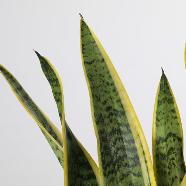 Levendige SANSEVIERIA TRIFASCIATA: lang, groen blad met gele randen, gezond en goed verzorgd.