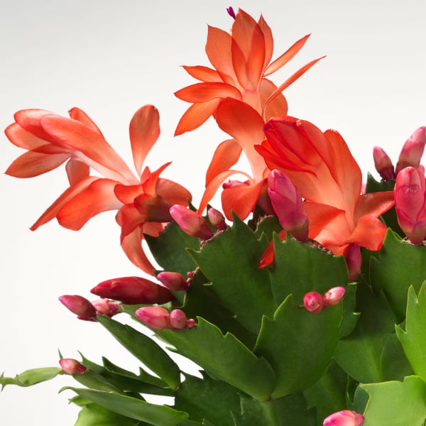 SCHLUMBERGERA Plant, novembercactus, 12 cm