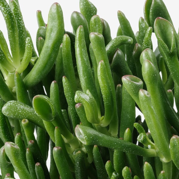 Stelletje levendige groene VETPLANTEN, dicht opeengepakt met dauwdruppels op glanzende bladeren, die hun gezonde textuur laten zien.