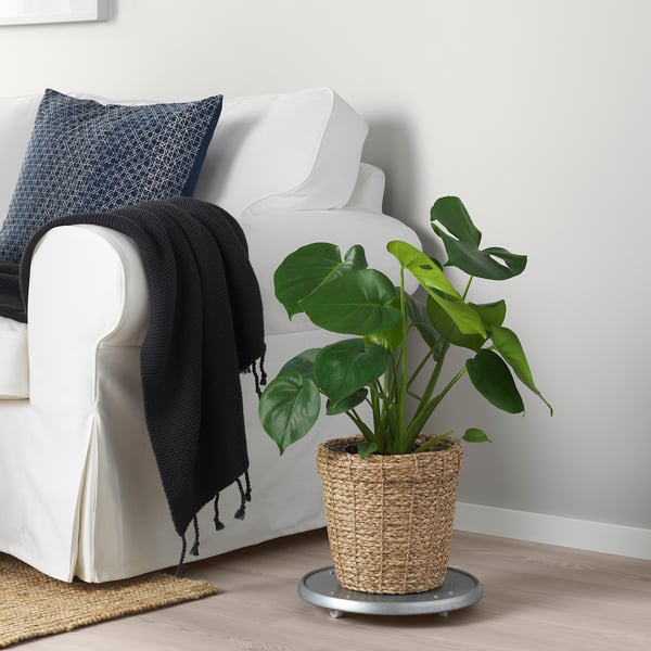 Gezellige woonkamer met een witte bank, blauw kussen, zwarte plaids en een VALLMOFRÖN zeegras plantenmand op wielen met een grote groene bladplant.