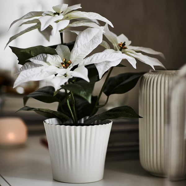 Witte kerstster plant in een geribbelde pot, klein, naast een grotere vaas.
