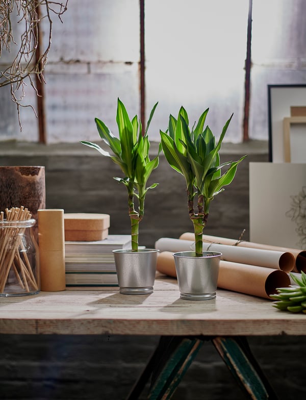 Two green plants in metal pots on a wooden table with art supplies.