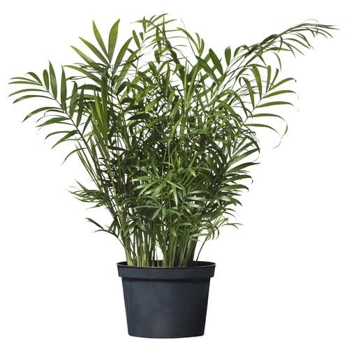 Potted plant with vibrant green leaves.