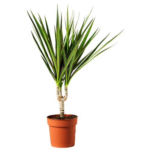 Brown-potted dracaena marginalis.