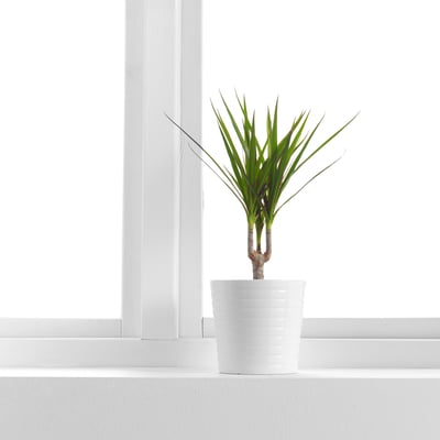 Potted green plant near window. Easy-care, thrives in bright indoor light.