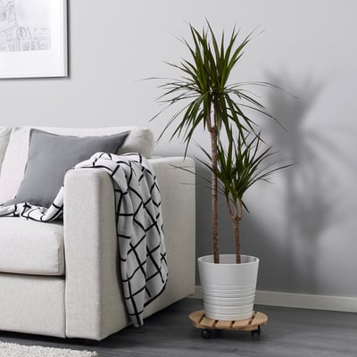 Modern living room with white couch, grey pillow, black-and-white throw, and a potted dracaena plant on a wooden stand, easy-care and tough.