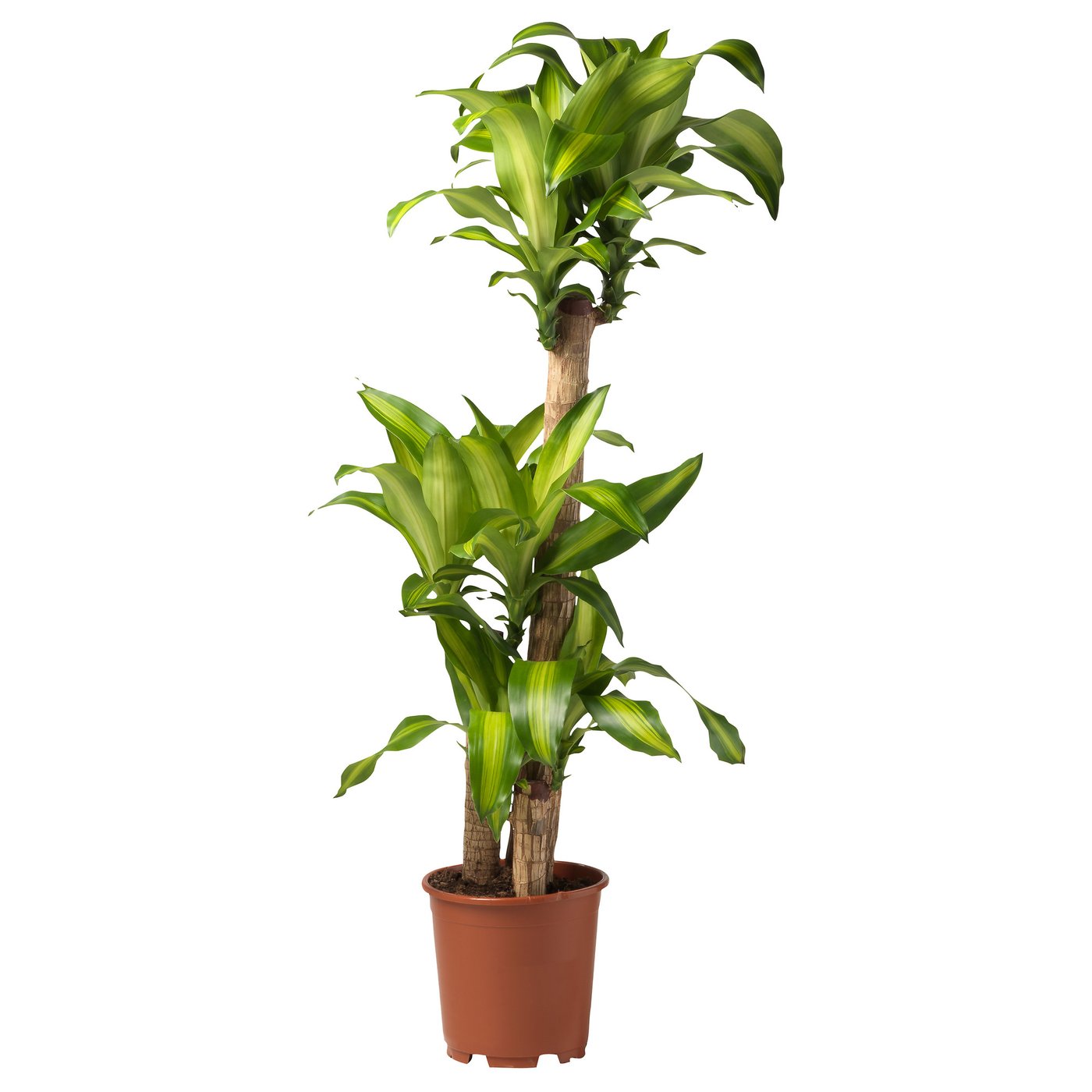 Potted green dracaena plant with long leaves. Brightens any space with vibrant foliage.