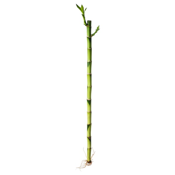 Green houseplant DRACAENA, cylindrical shape with leaves at top, grown hydroponically.