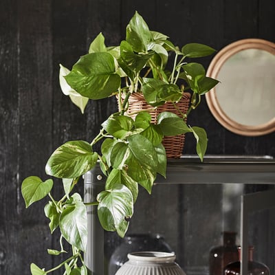 A lush green EPIPREMNUM plant in a woven basket on a dark shelf with decorative vases.