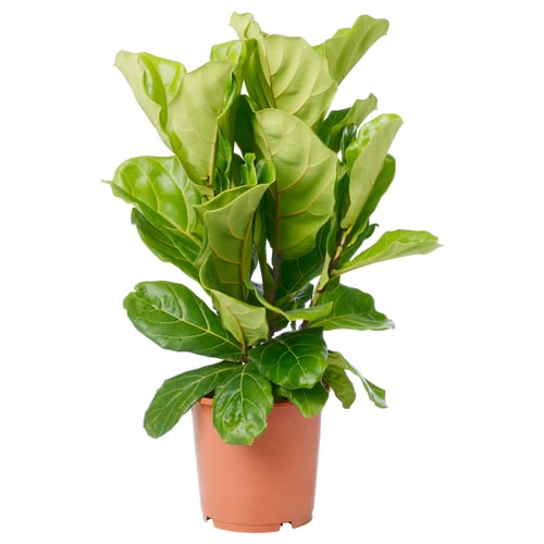 Potted FICUS LYRATA with large green leaves.