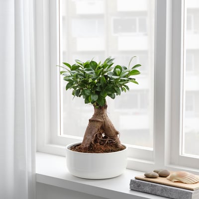 A potted FICUS plant sits by a window, thriving in indirect sunlight. Its thick trunk and green leaves add a touch of nature to the room.