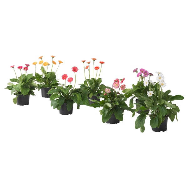 Six vibrant GERBERA plants in black pots, colours include yellow, pink, red, and white, lush green leaves.