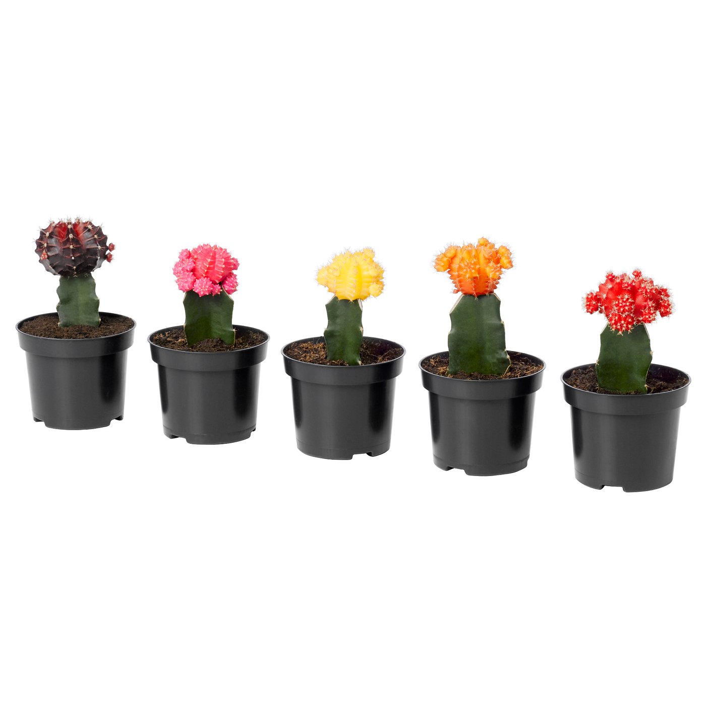 Five colourful cacti in red, pink, yellow, orange, and purple pots against a white backdrop.
